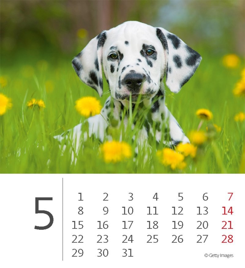 Kalendarz biurkowy 2023 Pieski (Puppies) - maj 2023
