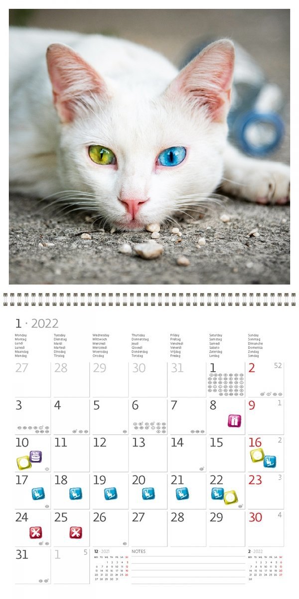 Kalendarz ścienny wieloplanszowy Cats 2022 z naklejkami - styczeń 2022