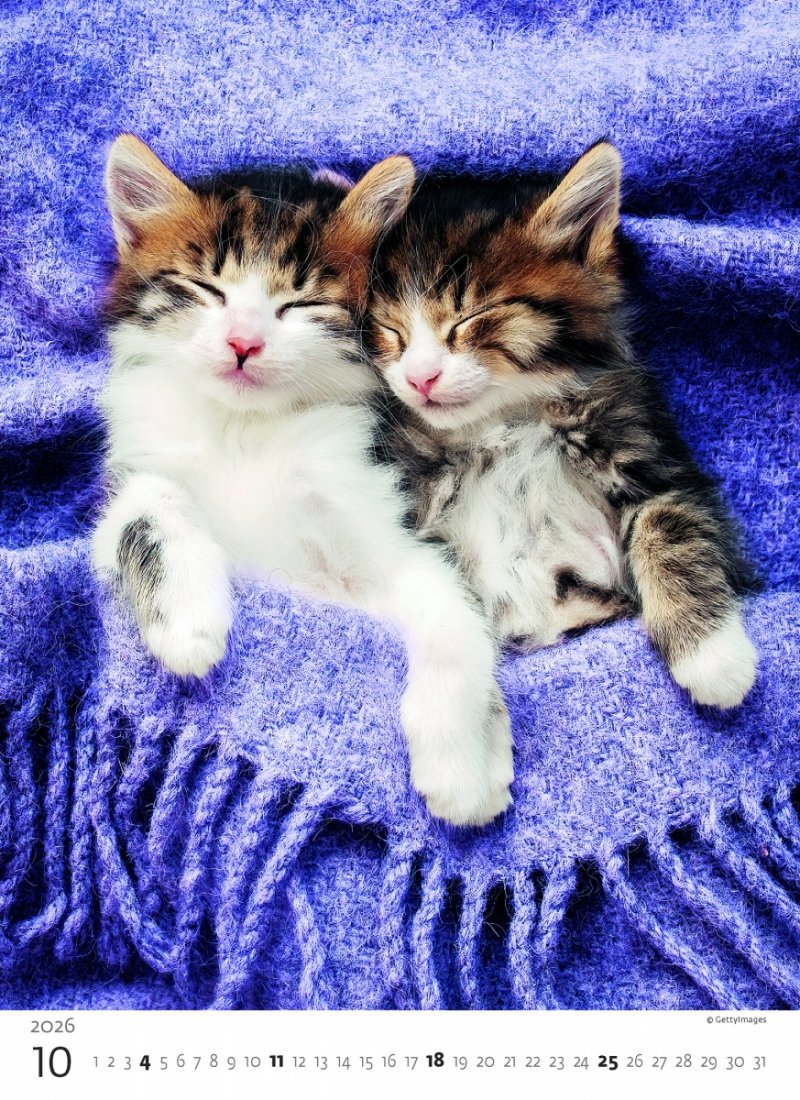 kalendarz na rok 2026 dla miłośników kotów, do pokoju dziecięcego