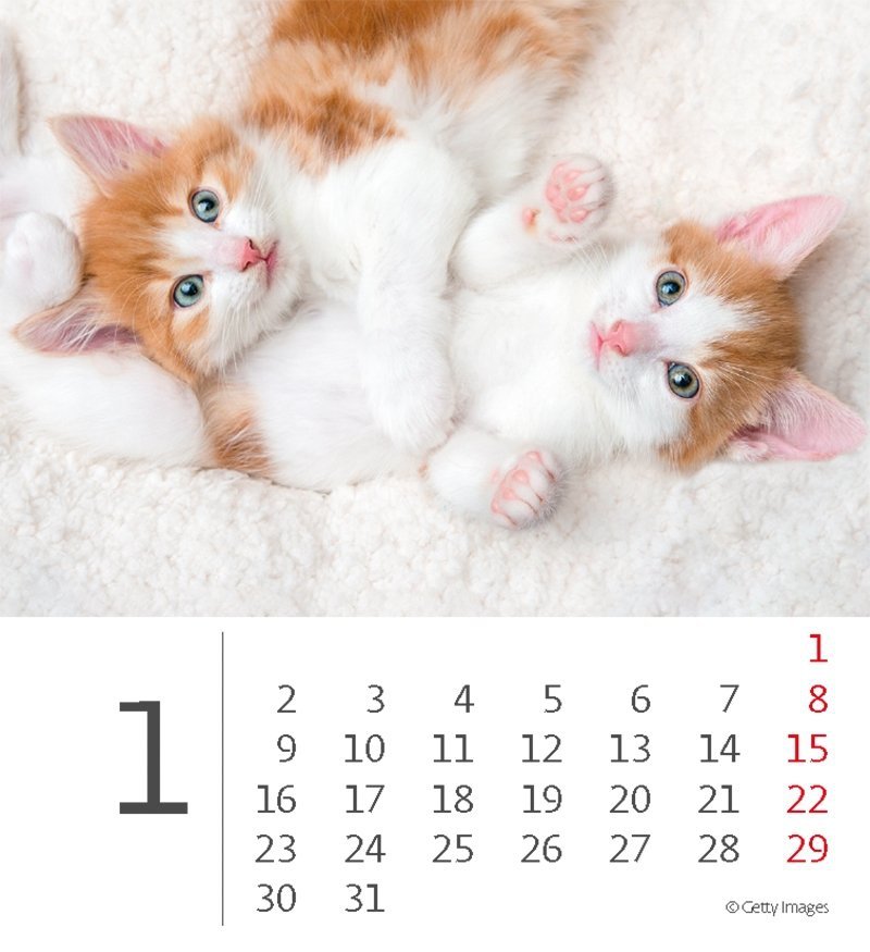 Kalendarz biurkowy 2023 Kotki (Kittens) - styczeń 2023