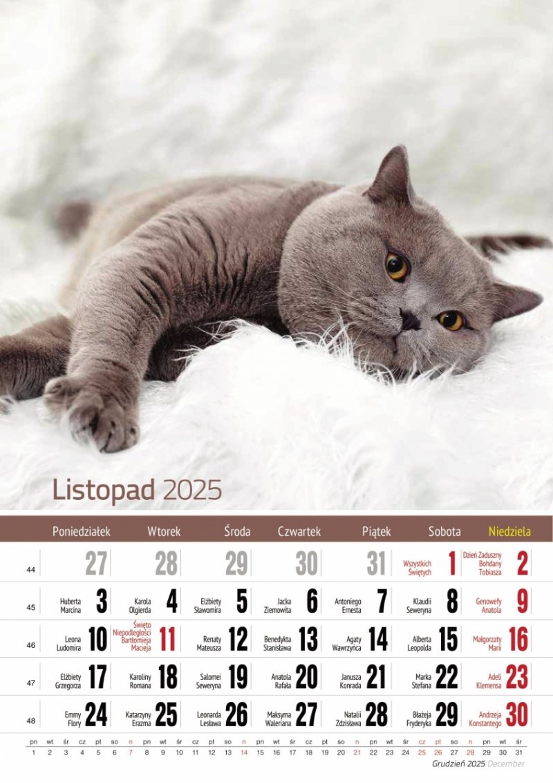 Kalendarz ścienny wieloplanszowy A4 KOTY 2025 - listopad 2025