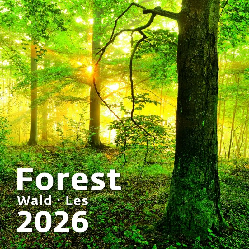 H31 Kalendarz ścienny wieloplanszowy Forest 2026