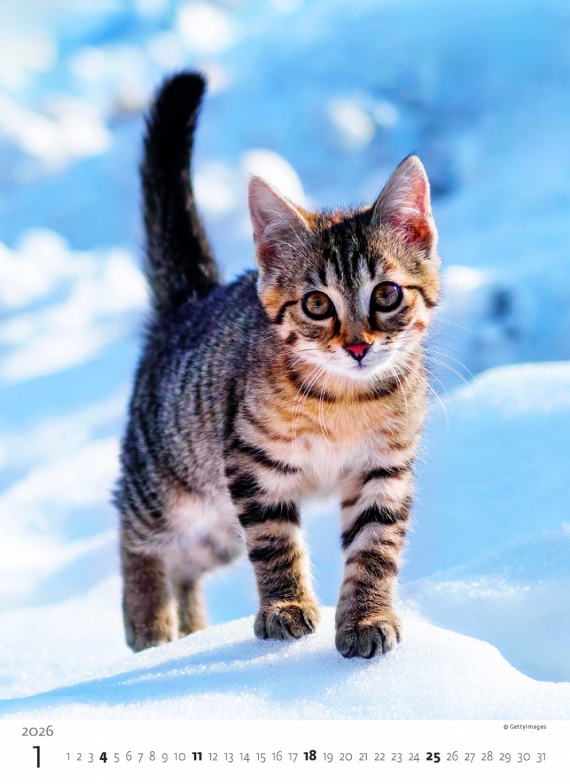 H33 Kalendarz ścienny wieloplanszowy Kittens 2026