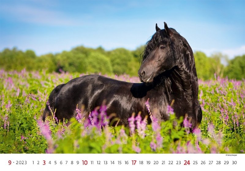 Kalendarz ścienny wieloplanszowy Horses 2023 - wrzesień 2023