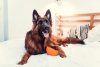 ZESTAW! LickiMat® Wobble™ + YOW UP! Skóra & Sierść Jogurt dla psa z łososiem