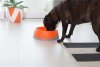 OH Bowl® Miska dbająca o higienę jamy ustnej psa Czarna rozmiar S