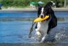 Kiwi Walker Let's Play! ZEPPELIN Maxi aport niebieski