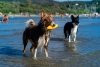 Kiwi Walker Let's Play! ZEPPELIN Maxi aport niebieski