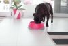 OH Bowl® Miska dbająca o higienę jamy ustnej psa Czarna rozmiar S