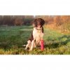 Dog Comets Invaders L zielony