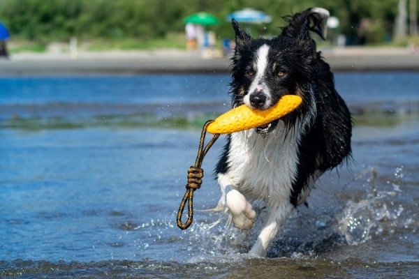 Kiwi Walker Let's Play! ZEPPELIN Maxi aport niebieski