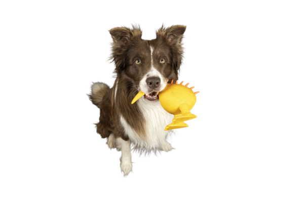 Kiwi Walker WHISTLE FIGURE zabawka dla psa L pomarańczowa