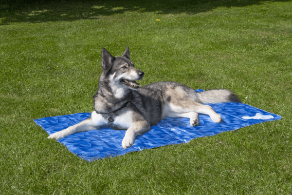 CoolPets PREMIUM Mata chłodząca rozmiar M