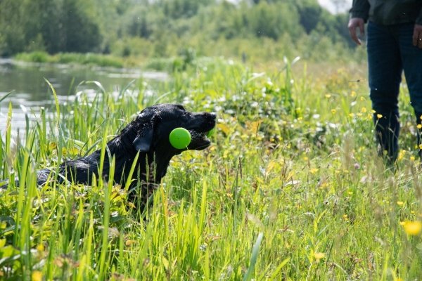 Dog Comets METEOR patyk do zabawy rozmiar L zielony