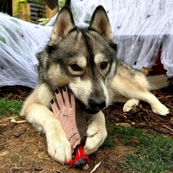 GREEN &amp; WILD'S The Hand (Ręka)