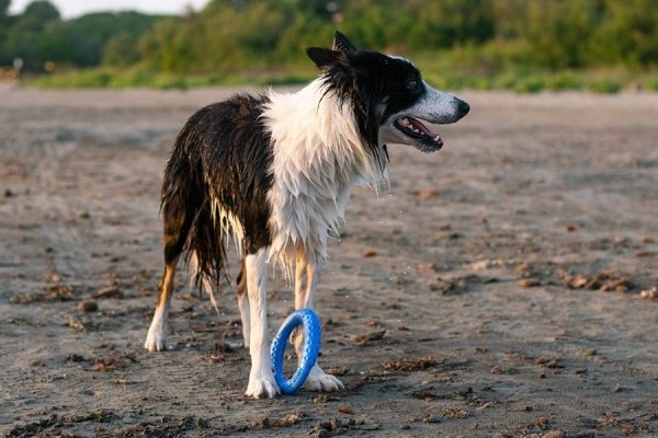 Kiwi Walker Let's Play! RING Mini niebieski