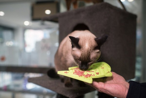 Mata LickiMat® Classic Felix™ pomarańczowa