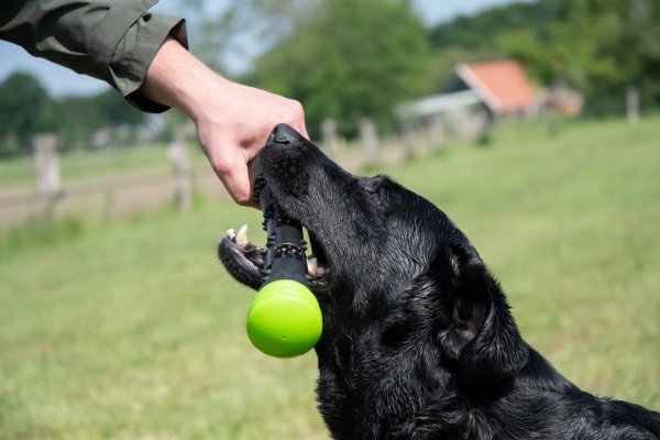 Dog Comets METEOR patyk do zabawy rozmiar L zielony