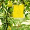 skuteczne lepy na owady do doniczek 20 sztuk