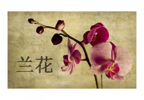 Fototapeta - Japanese orchid