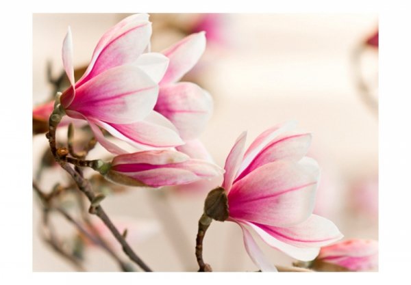 Fototapeta - Branch of magnolia tree