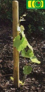 PALISADA  5 x 150 (cm)