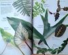 John Brookes Wielka księga kwiatów. Sztuka kompozycji i pielęgnowania - ilustracje