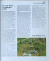 Kohle Staw i strumyk w ogrodzie - fragment