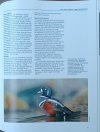 Encyklopedia zwierząt • Ptaki fragment