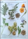 Philip Dowell Wielka księga ingrediencji - fragment