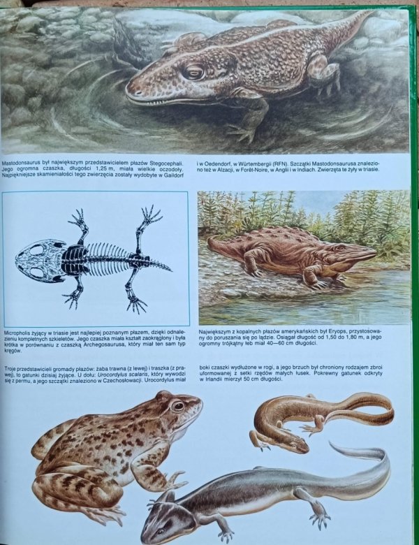 Michel Cuisin - Prehistoria | Tajemnice zwierząt - grafika