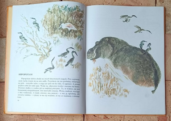 Eugeniusz Czaruszyn  Moja pierwsza zoologia - ilustracja