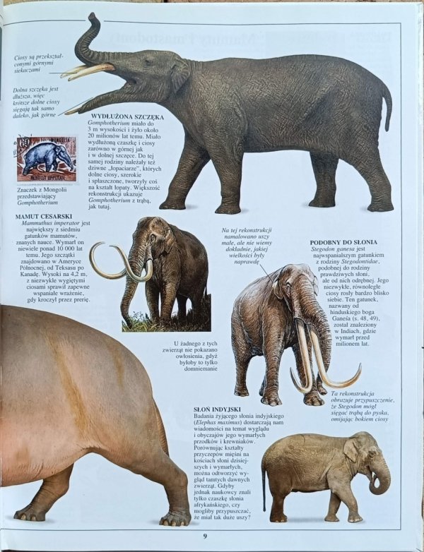 Ian Redmond - Słonie  | Patrzę Podziwiam Poznaję  - fragment