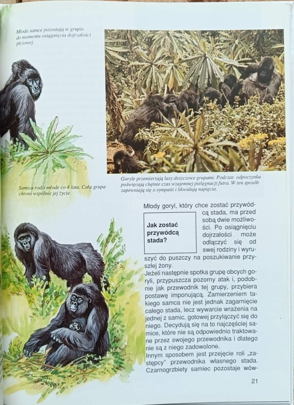 Vitus Droscher - Małpy człekokształtne  | Co i Jak tom 15