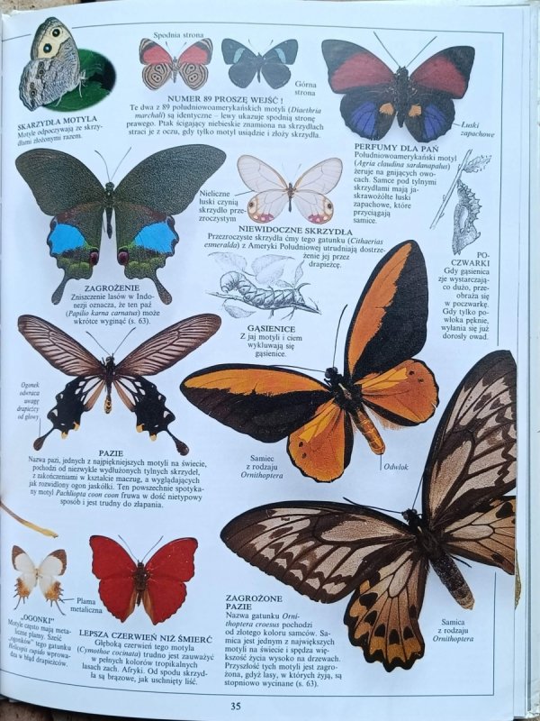 Laurence Mound -  Owady | Patrzę Podziwiam Poznaję