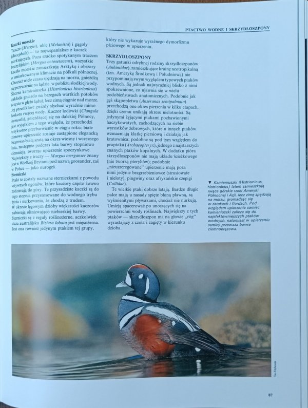 Encyklopedia zwierząt • Ptaki fragment