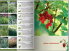 Katalog roślin 2016. Drzewa, krzewy, byliny