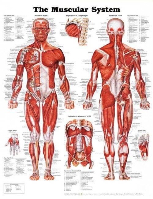 Muscular System Poster
