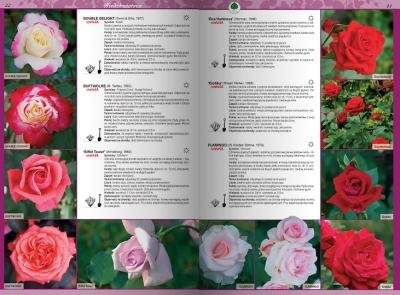 Katalog róż 