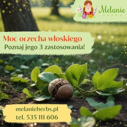 Orzech włoski to prawdziwy dar natury