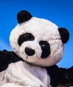 Głowa chodzącej maskotki - Panda