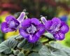 Mini Sinningia HCY'S ARIES