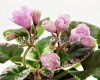African Violet LE-LEILA 