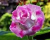 Gloxinia Seeds PF-SURPRISE 