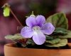 Micro Mini Sinningia concinna Seropedica