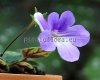 Micro Mini Sinningia concinna Seropedica