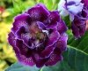 Gloxinia PF-DOUBLE CHERRY sinningia speciosa
