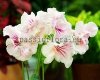 Streptocarpus NITKA