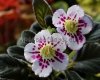 Mini Sinningia SRG'S ASSEEN