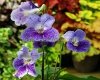 Streptocarpus MK-SAN-RAFAEL 